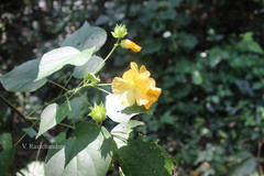 Abutilon ramosum